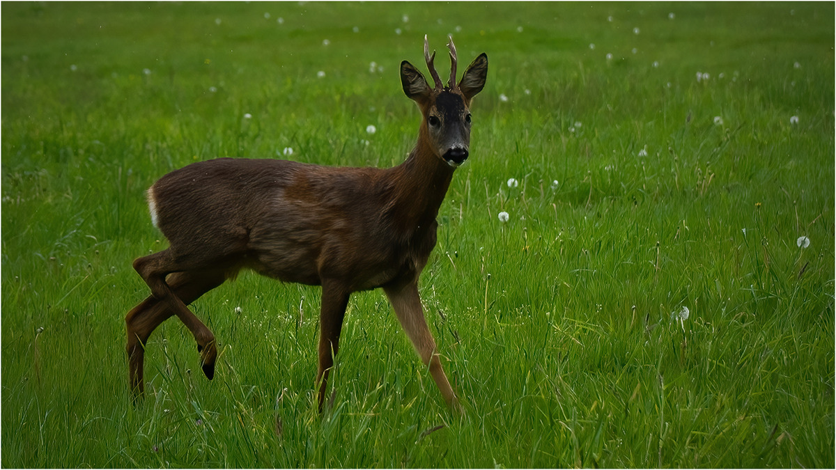 Rowe Deer, George Fiddler